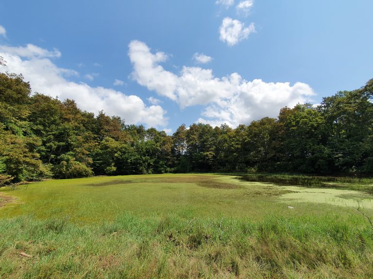 Sarigol Gebesler 1 768x576