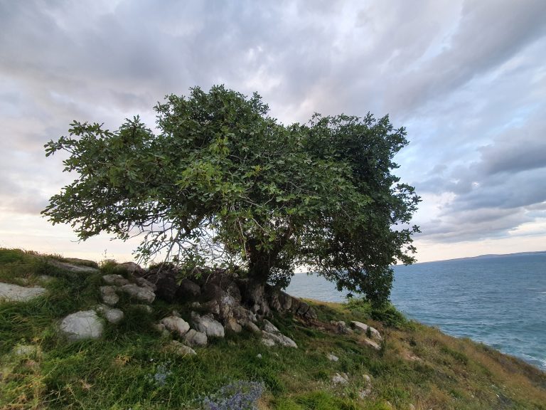 Seyrekte Bir Koy 26 768x576