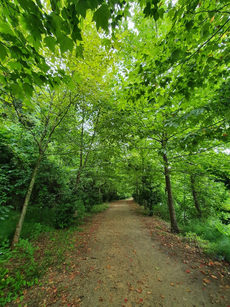 Pasadagi Mesire Alani 4 768x1024