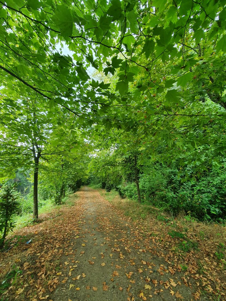 Pasadagi Mesire Alani 5 768x1024