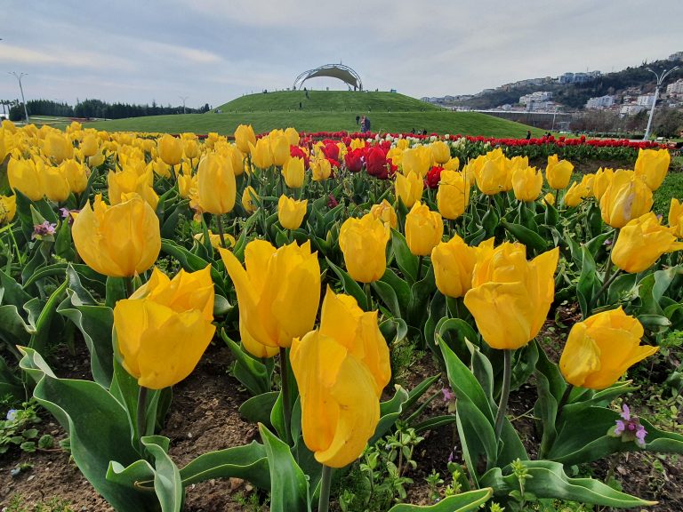 Seka Park 14 1 768x576