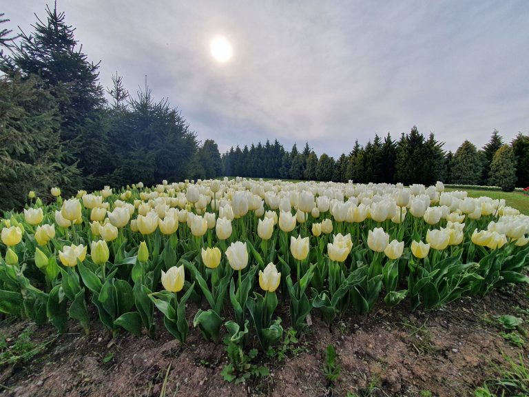 Seka Park 17 1 768x576