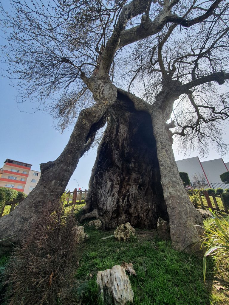 Ulucinar Darica 13 768x1024