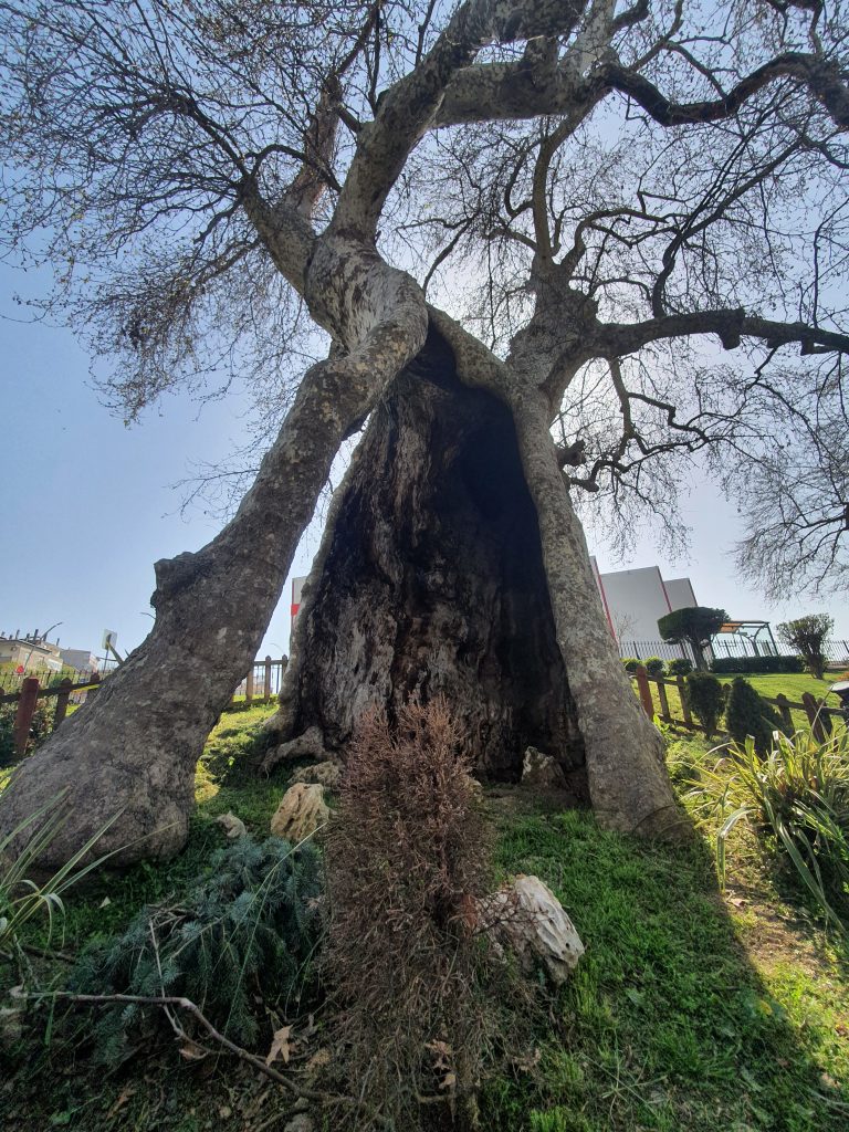 Ulucinar Darica 14 768x1024