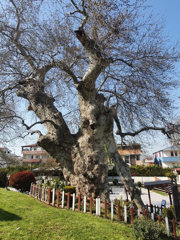 Ulucinar Darica 18 768x1024