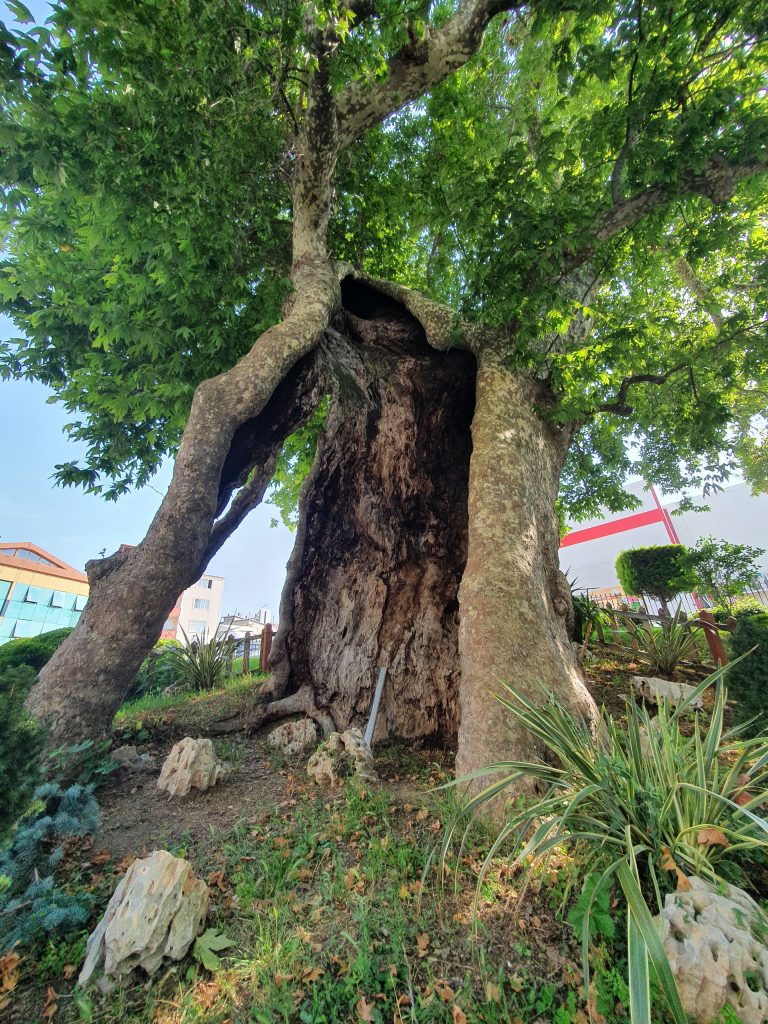 Ulucinar Darica 5 768x1024