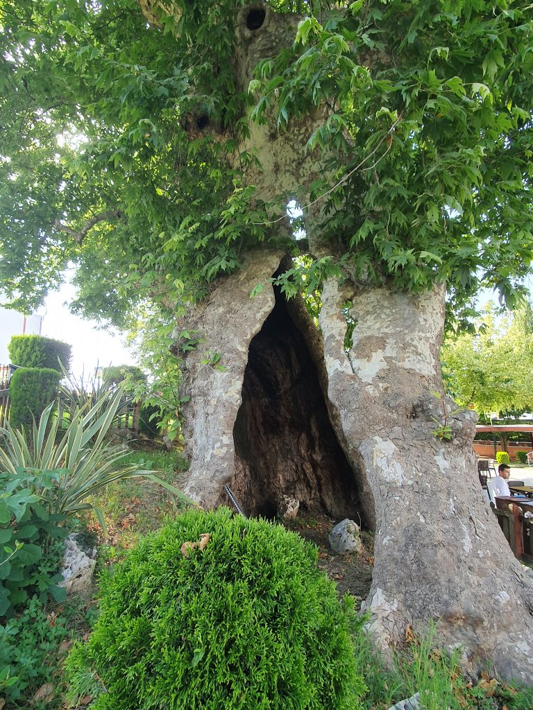 Ulucinar Darica 6 768x1024