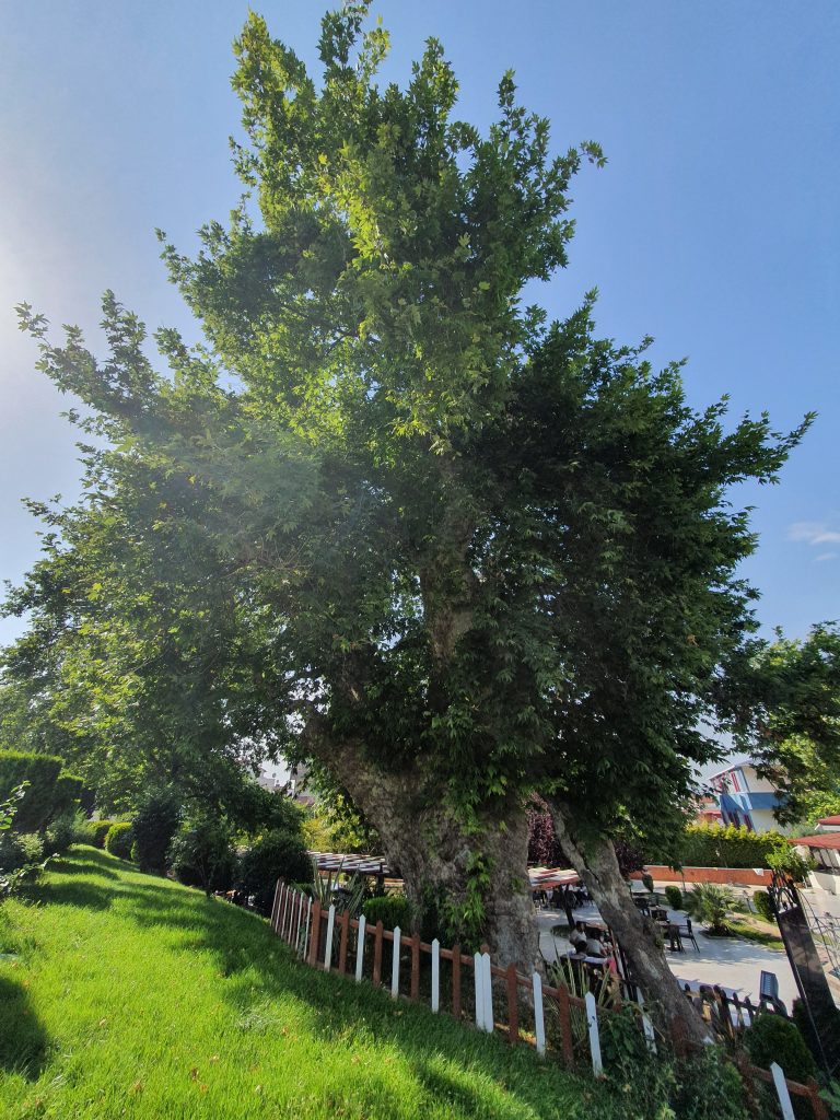 Ulucinar Darica 7 768x1024