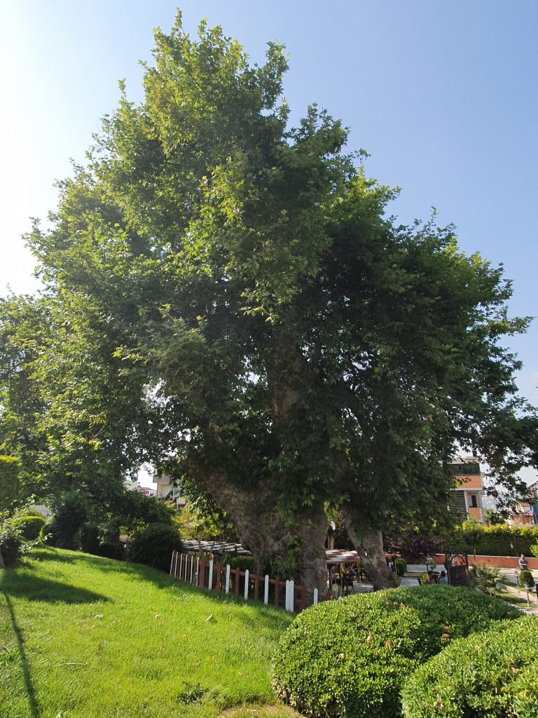 Ulucinar Darica 9 768x1024