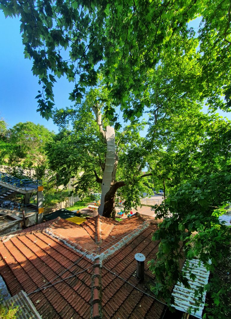 Tarihi Cinar Agaci Turgut Mah. 3 768x1059