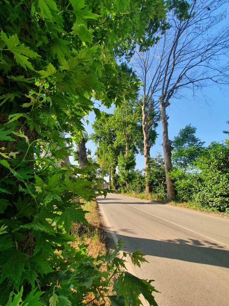 Cuhane Tarihi Cinarlar Saltanat Yolu 3 768x1024