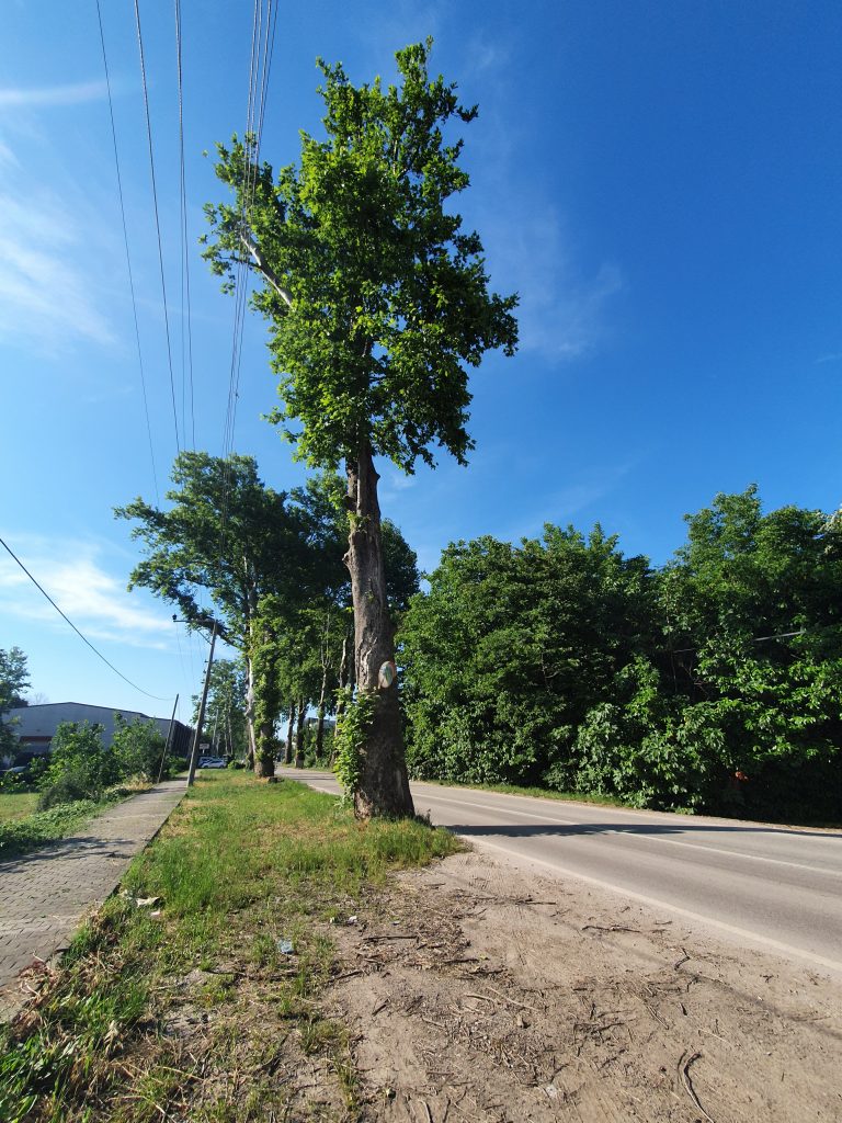 Cuhane Tarihi Cinarlar Saltanat Yolu 4 768x1024