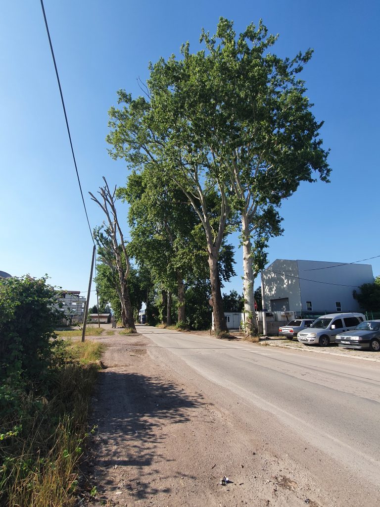 Cuhane Tarihi Cinarlar Saltanat Yolu 6 768x1024