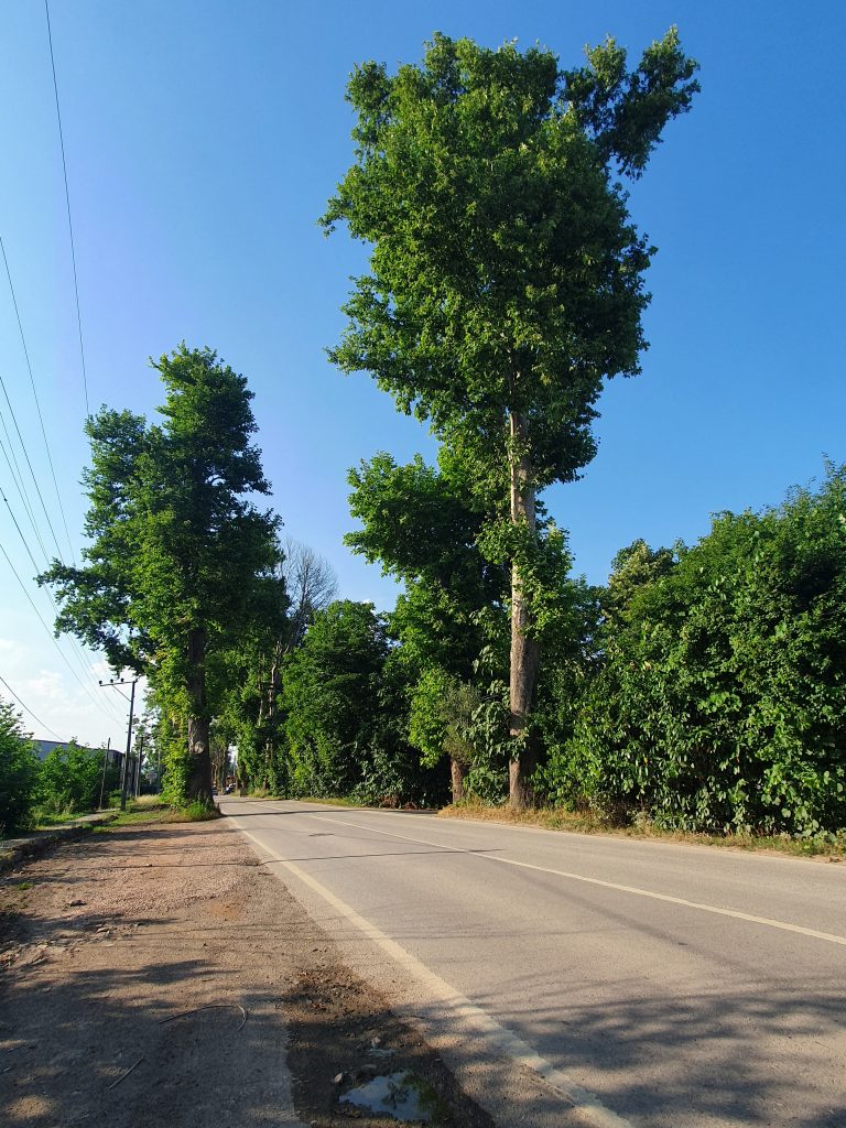 Cuhane Tarihi Cinarlar Saltanat Yolu 7 768x1024