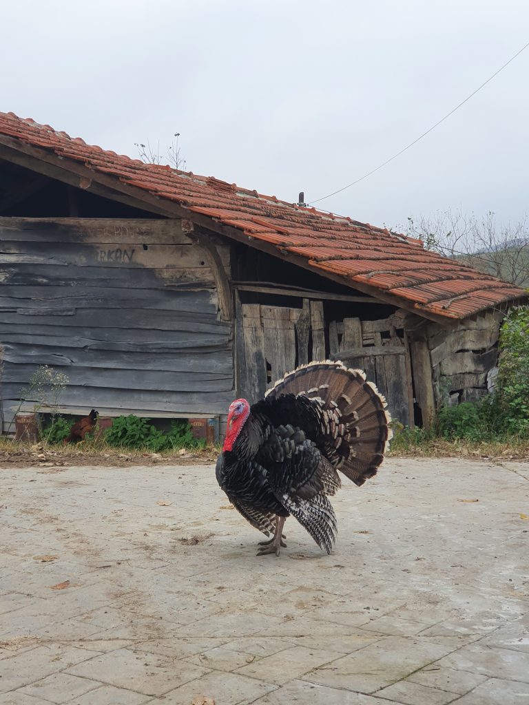 Kandira Hindisi 1 768x1024