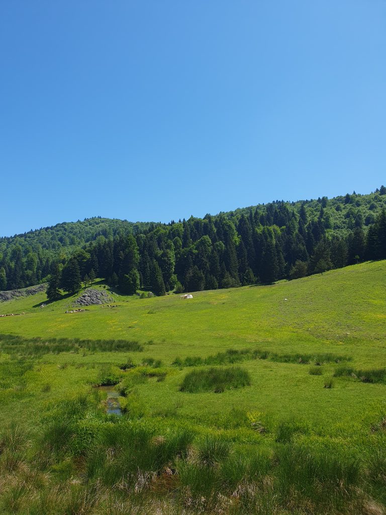 Inonu Yaylasi 3 768x1024