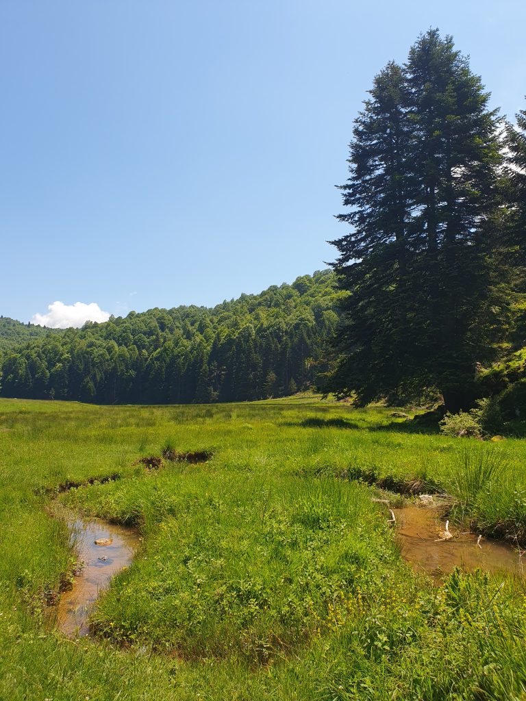 Inonu Yaylasi 8 768x1024