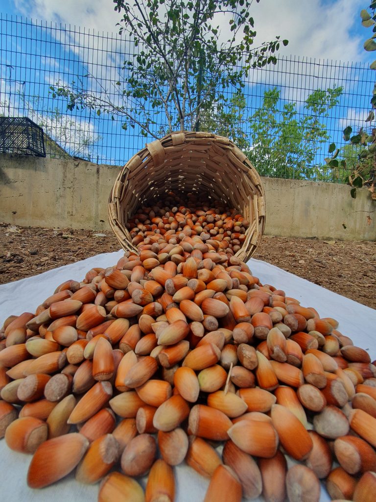 Degirmendere Findigi www.kocaelitarihi.com 1 768x1024