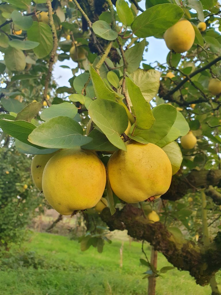 Esme Ayvasi Kartepe 1 768x1024