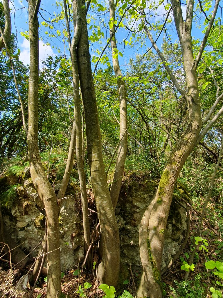Pasadag Kale Kalintisi 14 768x1024